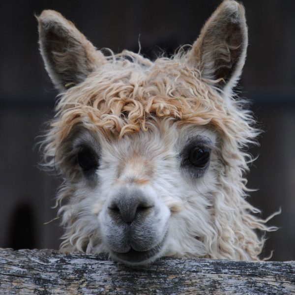 LLAMA PERUANA
