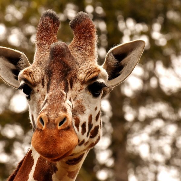 ZOOLOGICO DE LA AURORA